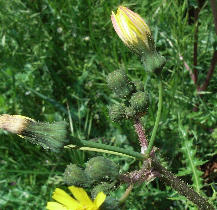 Sonchus asper